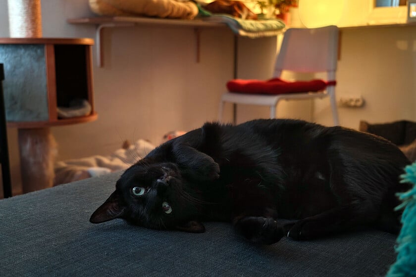 Noelia Hernández, educadora felina: "Llevamos toda la vida creyendo que los gatos son nocturnos y es normal que nos despierten"