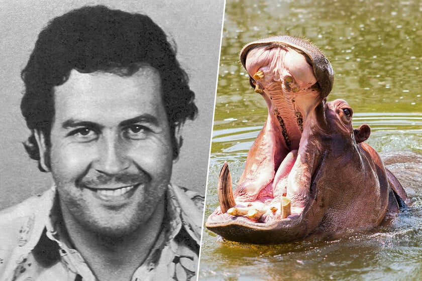 Colombia barajaba sacrificar a los 80 hipopótamos de Pablo Escobar. Un multimillonario indio ha dicho que se los lleva