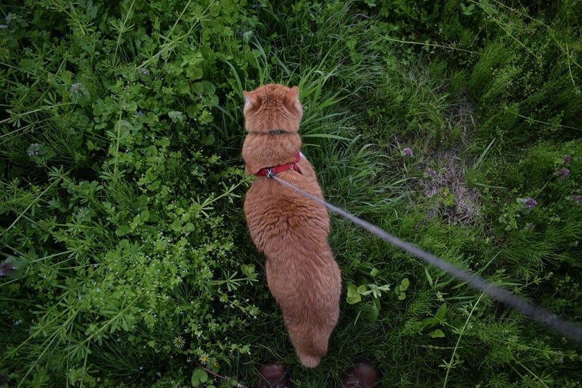 Paula Vanasco, terapeuta felina: ”El gato necesita explorar el territorio a su ritmo, no que lo lleves donde quieras con una correa”