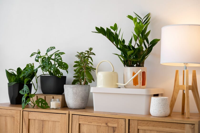 Hay gente que compra plantas para purificar el aire de su casa. La realidad es que está perdiendo el tiempo