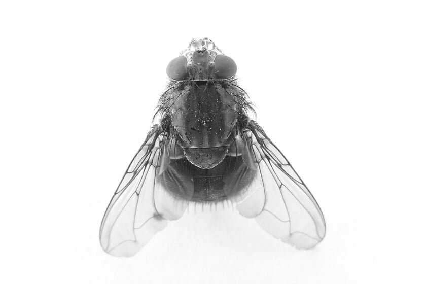 Buscaban el mosquito del virus del Nilo en las marismas de Doñana. Encontraron cuatro tipos de moscas que chupan sangre